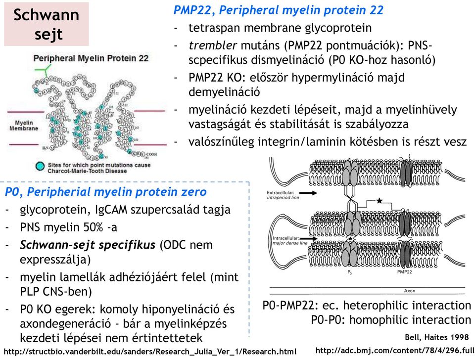 myelin protein zero - glycoprotein, IgCAM szupercsalád tagja - PNS myelin 50% -a - Schwann-sejt specifikus (ODC nem expresszálja) - myelin lamellák adhéziójáért felel (mint PLP CNS-ben) - P0 KO