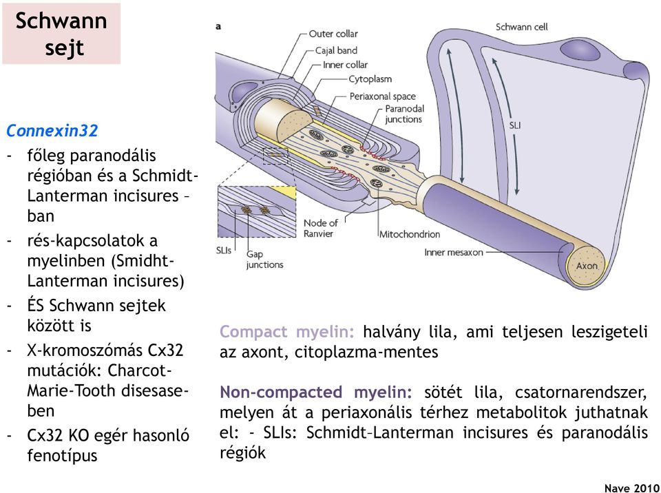 hasonló fenotípus Compact myelin: halvány lila, ami teljesen leszigeteli az axont, citoplazma-mentes Non-compacted myelin: sötét lila,