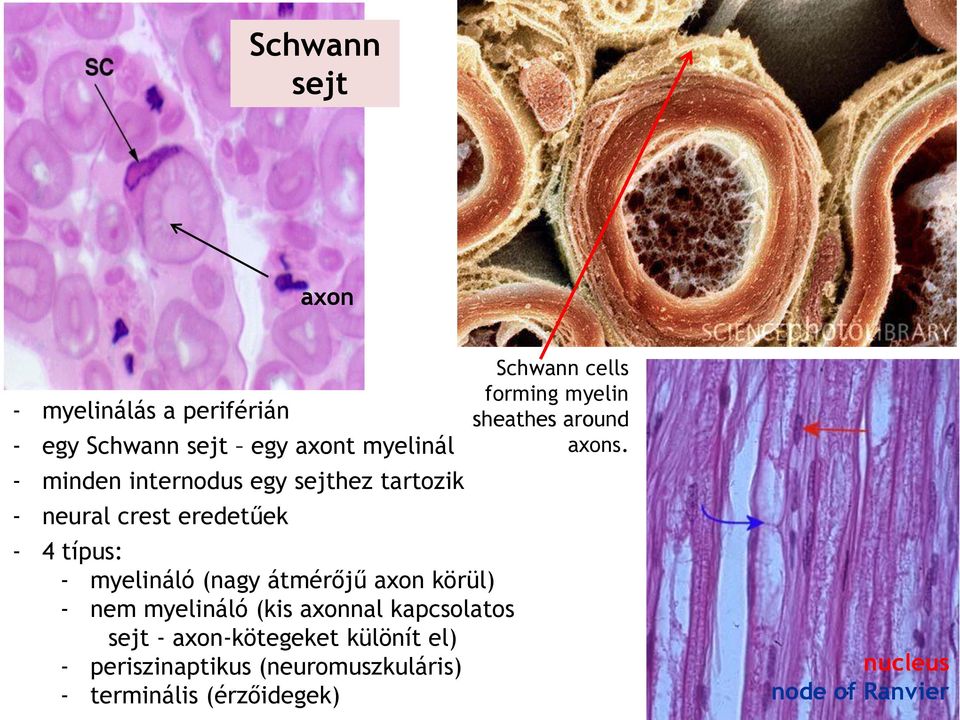 myelináló (kis axonnal kapcsolatos sejt - axon-kötegeket különít el) - periszinaptikus