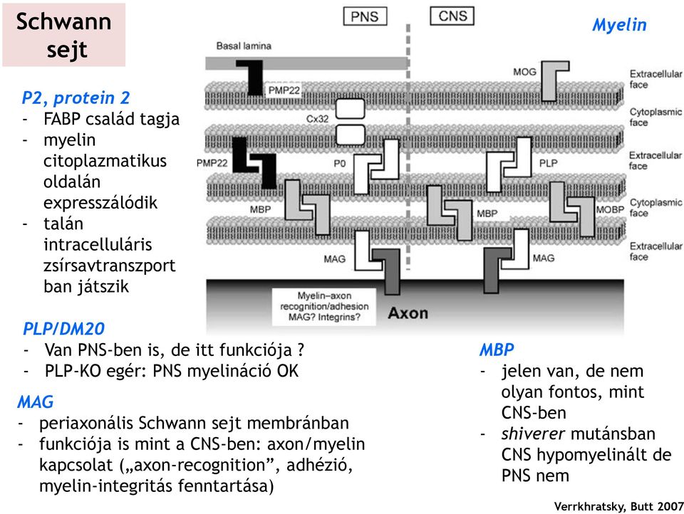 - PLP-KO egér: PNS myelináció OK MAG - periaxonális Schwann sejt membránban - funkciója is mint a CNS-ben: axon/myelin kapcsolat