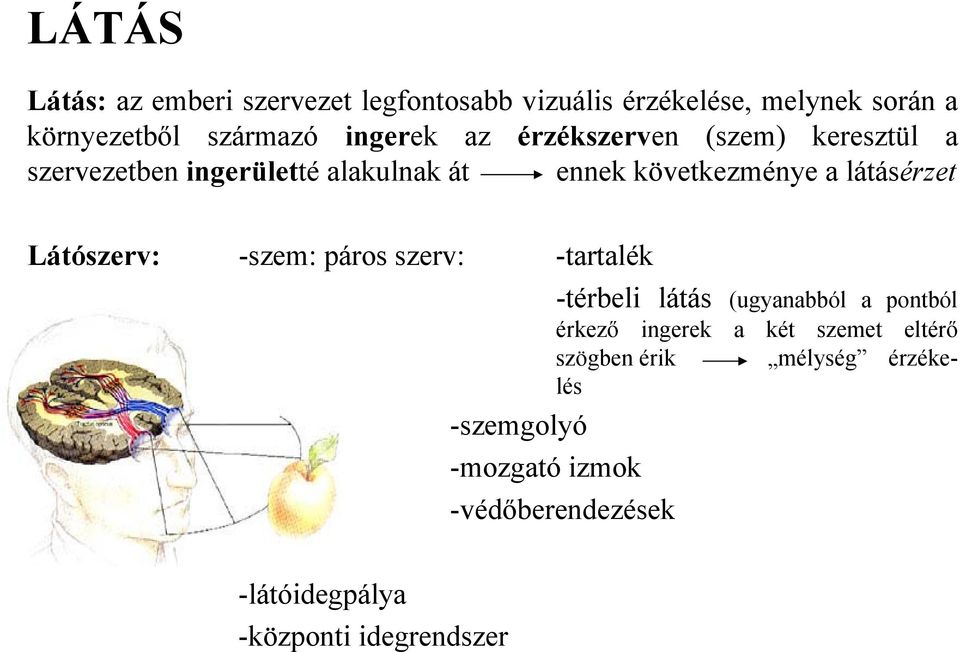 látásérzet Látószerv: -szem: páros szerv: -tartalék -térbeli látás (ugyanabból a pontból érkező ingerek a két