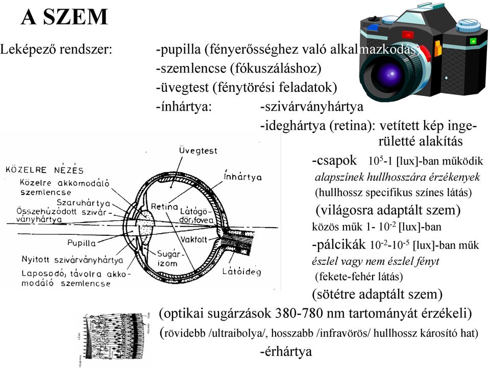 specifikus színes látás) (világosra adaptált szem) közös műk 1-10 -2 [lux]-ban -pálcikák 10-2 -10-5 [lux]-ban műk észlel vagy nem észlel fényt