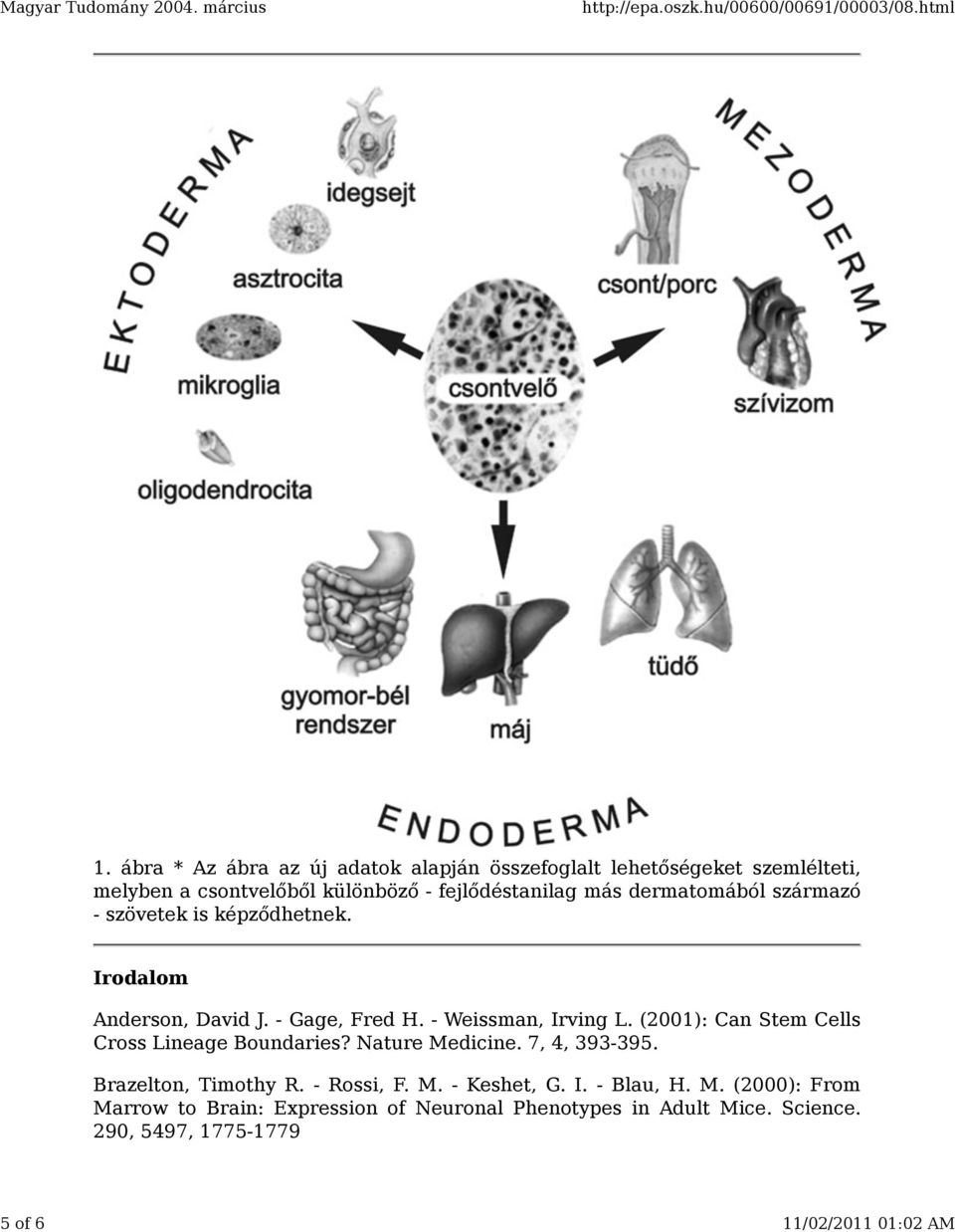 dermatomából származó - szövetek is képződhetnek. Irodalom Anderson, David J. - Gage, Fred H. - Weissman, Irving L.