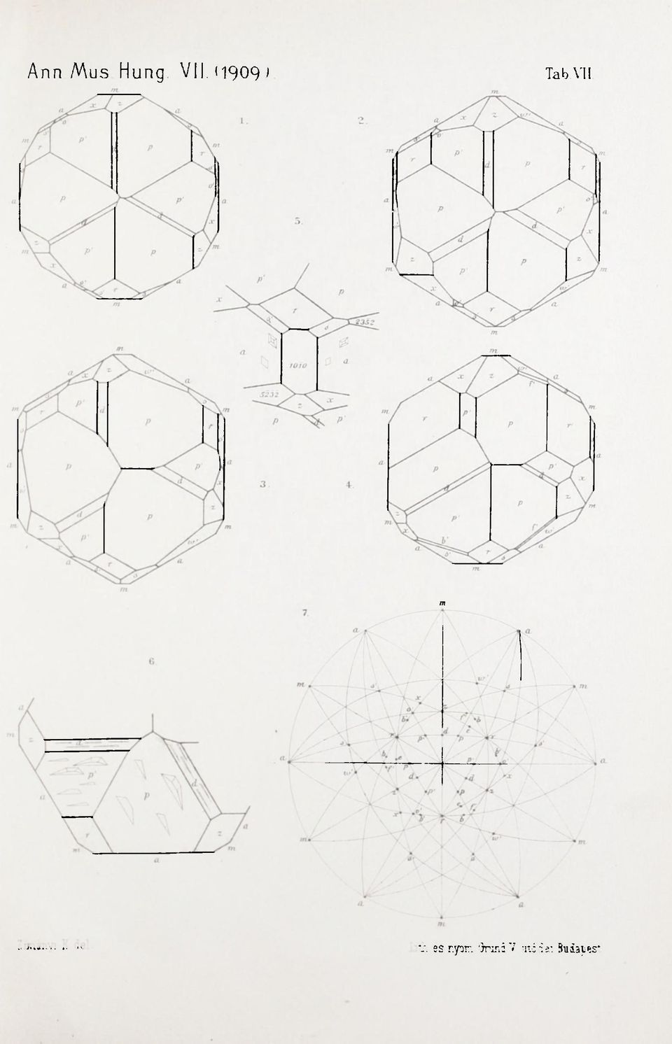VII m v.
