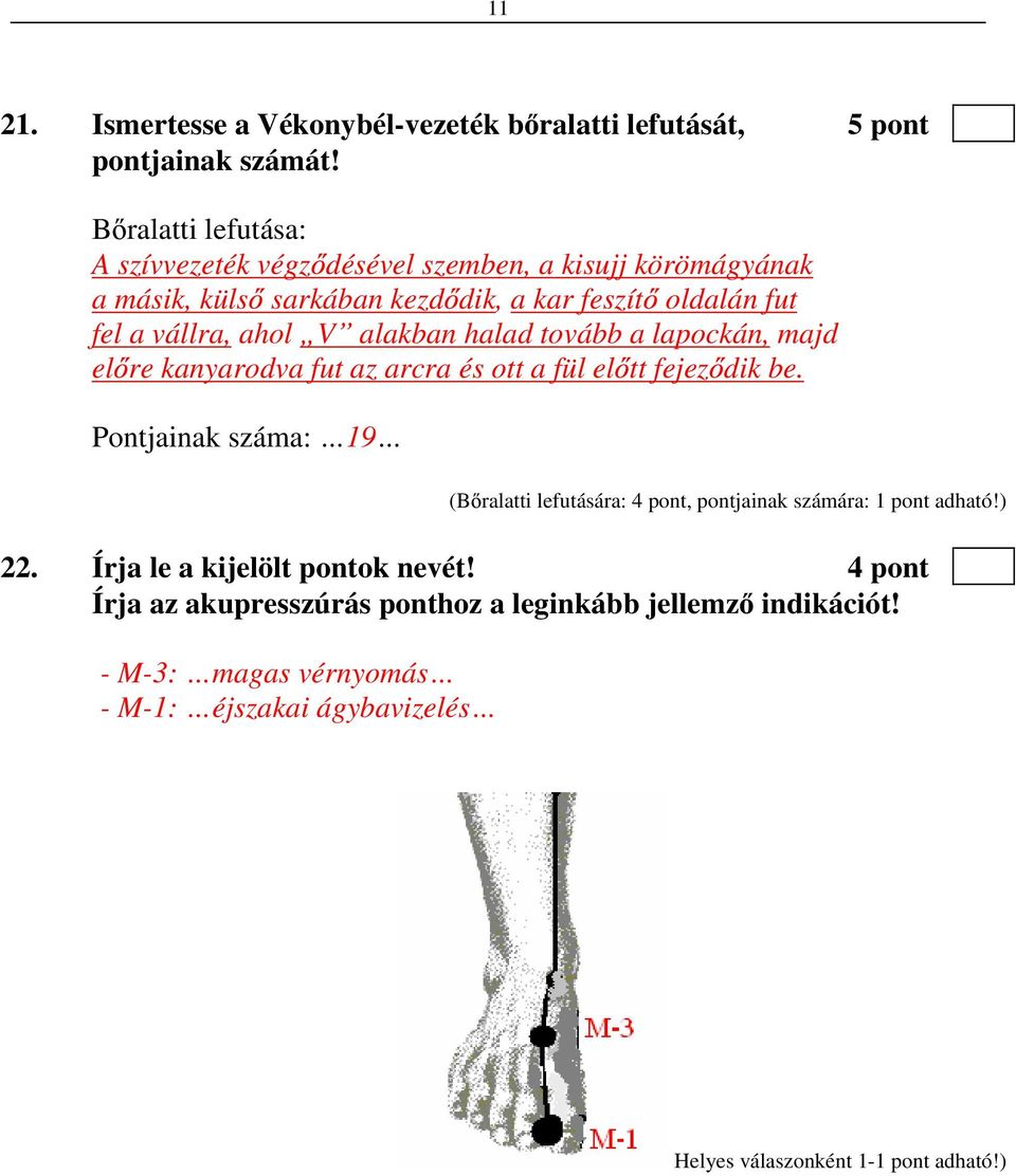 alakban halad tovább a lapockán, majd el re kanyarodva fut az arcra és ott a fül el tt fejez dik be.