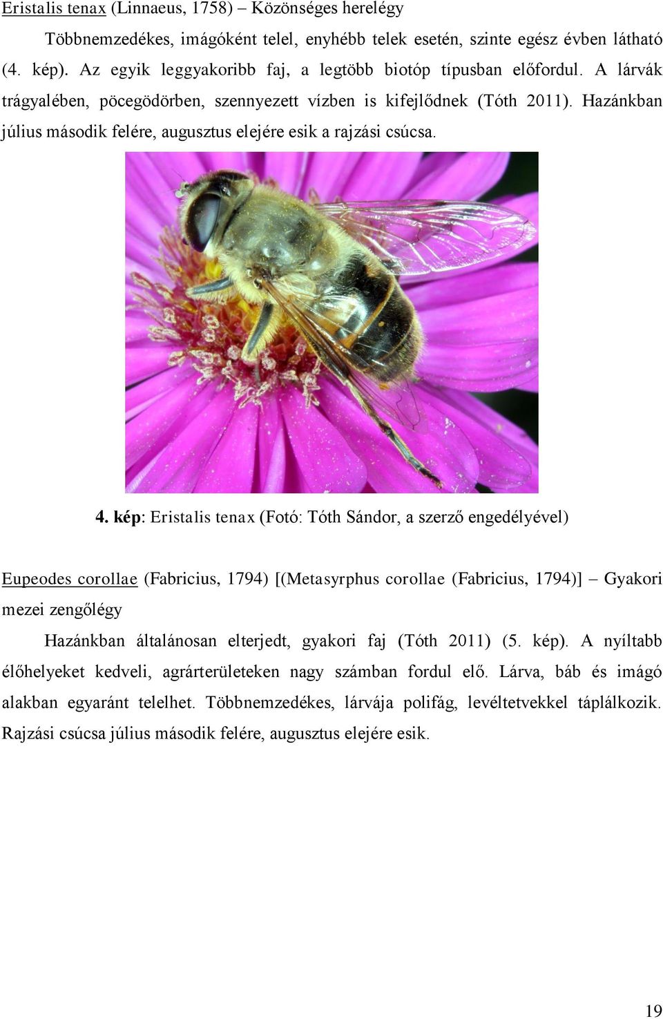 Hazánkban július második felére, augusztus elejére esik a rajzási csúcsa. 4.