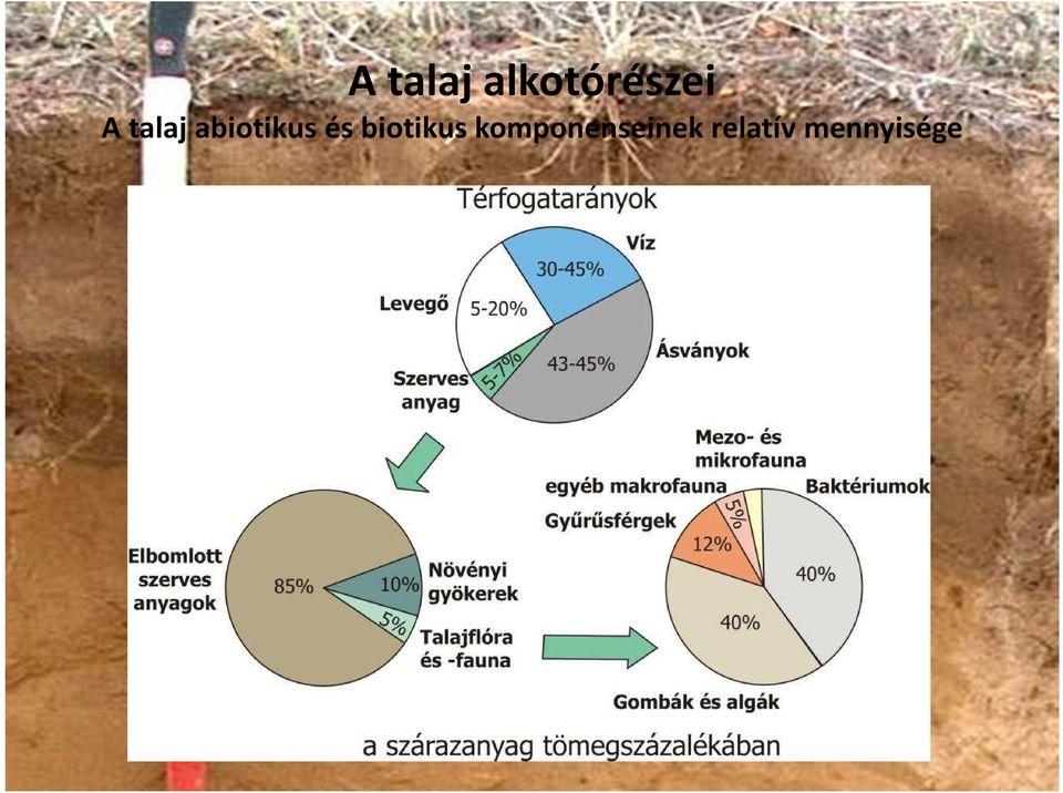 biotikus
