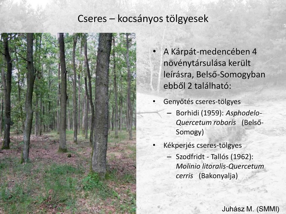 (1959): Asphodelo- Quercetum roboris (Belső- Somogy) Kékperjés cseres-tölgyes