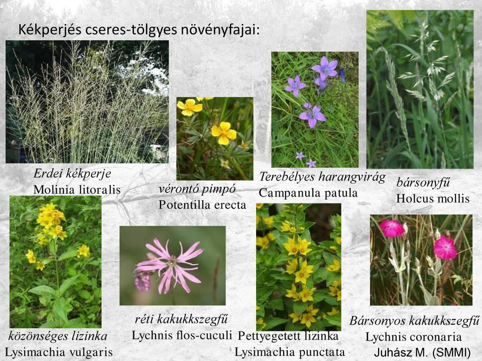 közönséges lizinka Lysimachia vulgaris réti kakukkszegfű Lychnis flos-cuculi