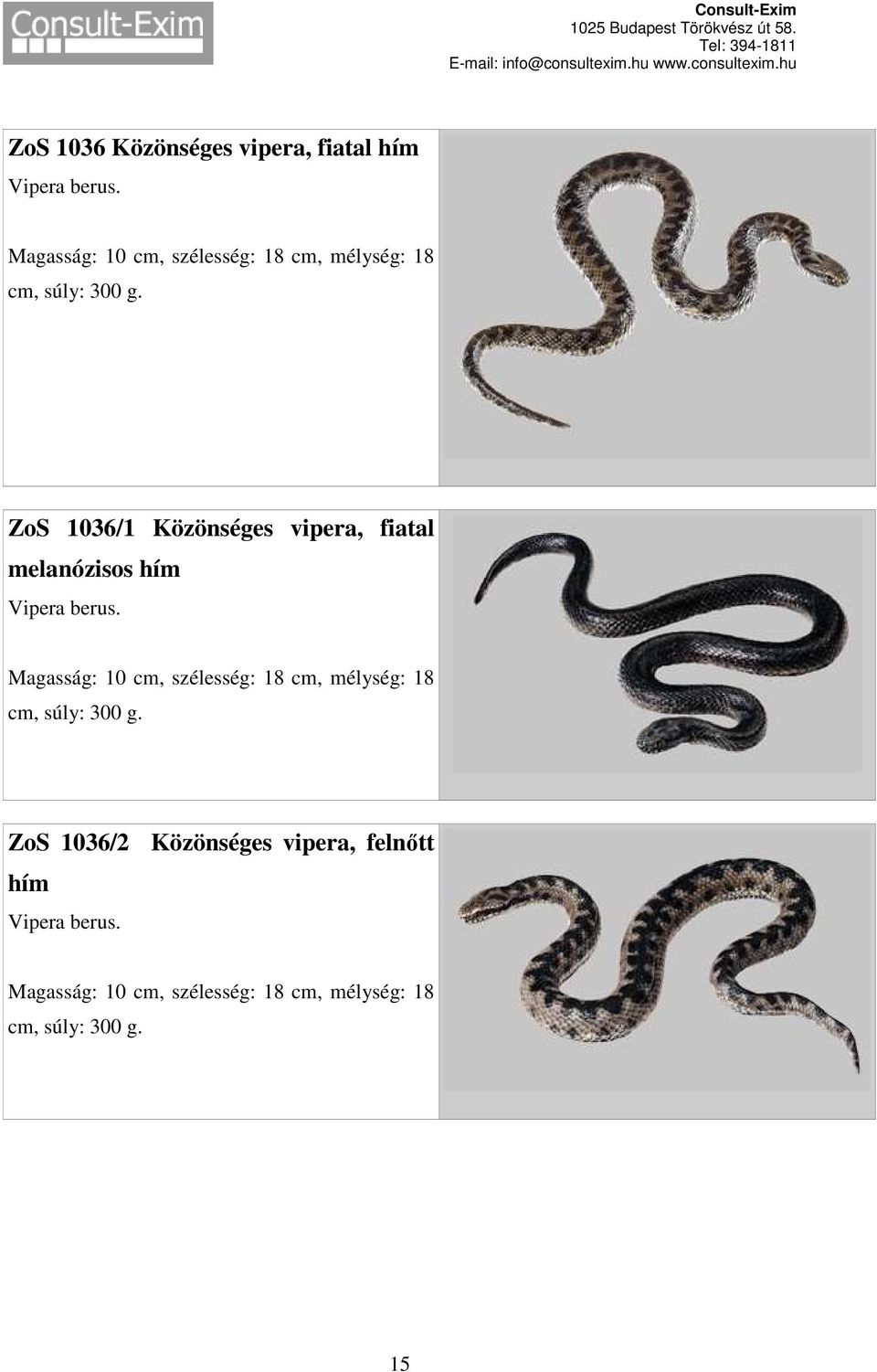 ZoS 1036/1 Közönséges vipera, fiatal melanózisos hím