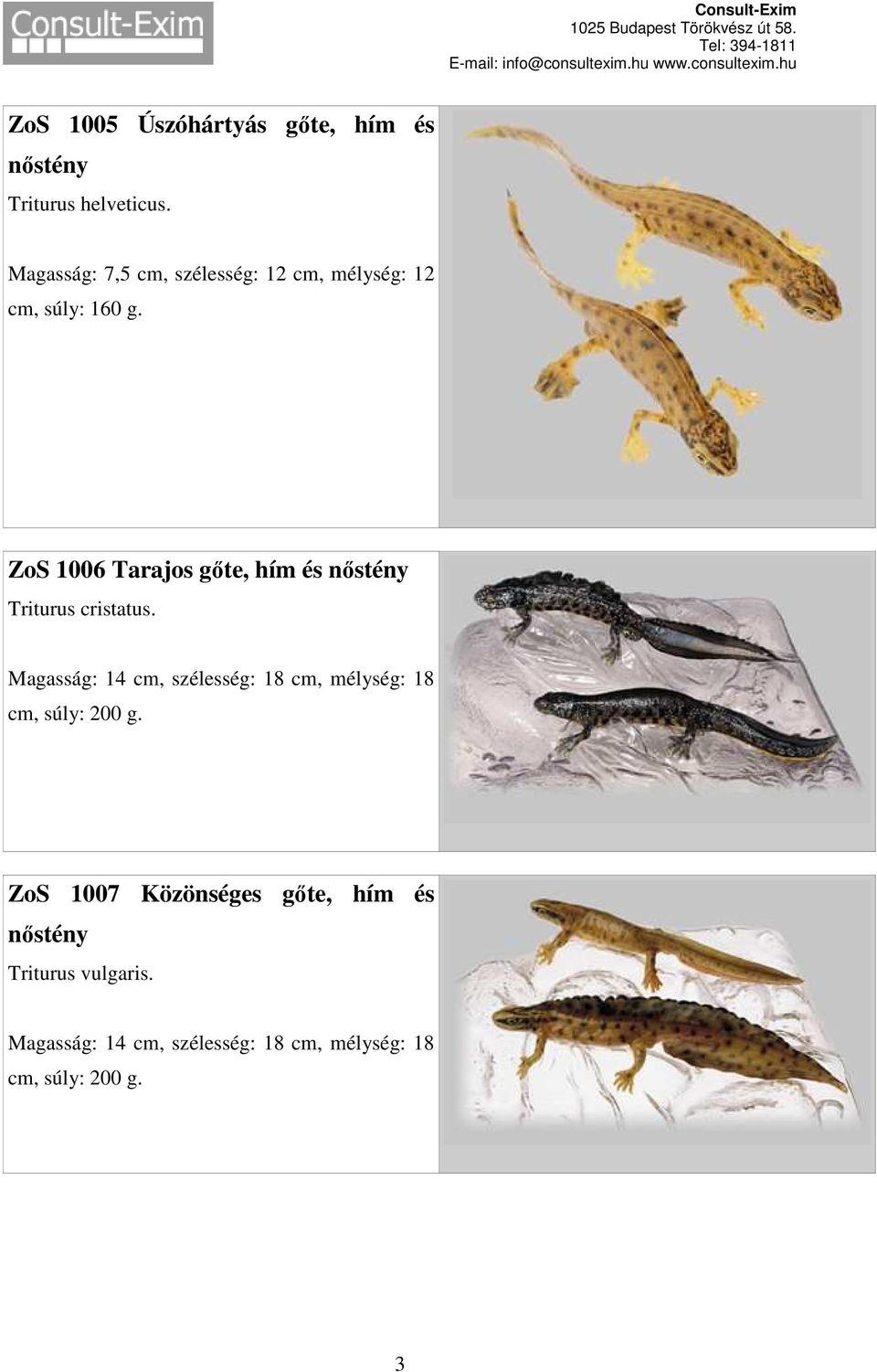 Magasság: 14 cm, szélesség: 18 cm, mélység: 18 ZoS 1007 Közönséges gőte,