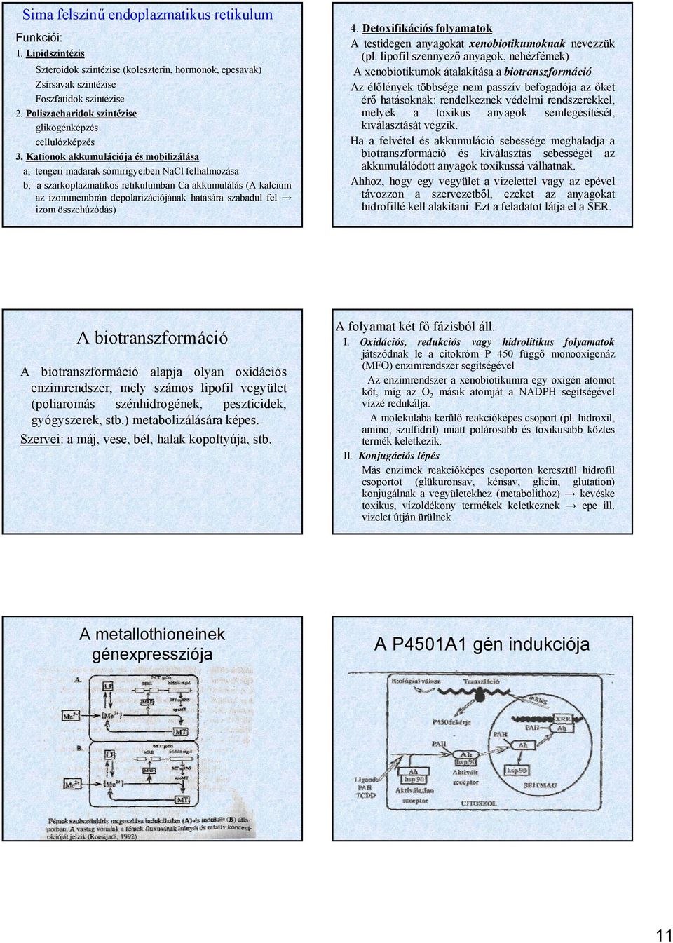 Kationok akkumulációja és mobilizálása a; tengeri madarak sómirigyeiben NaCl felhalmozása b; a szarkoplazmatikos retikulumban Ca akkumulálás (A kalcium az izommembrán depolarizációjának hatására