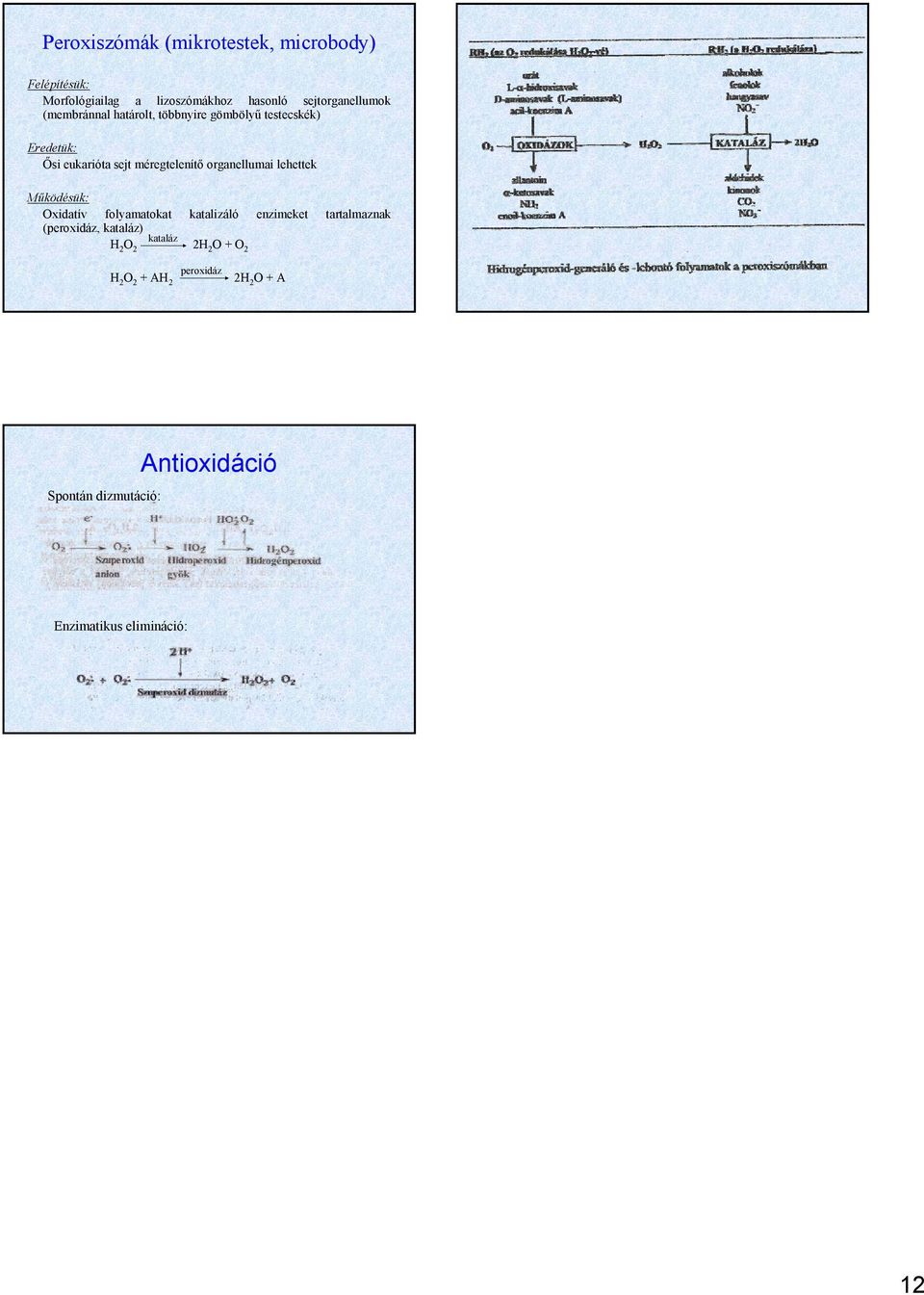 lehettek Működésük: Oxidatív folyamatokat katalizáló enzimeket tartalmaznak (peroxidáz, kataláz) H 2 O 2
