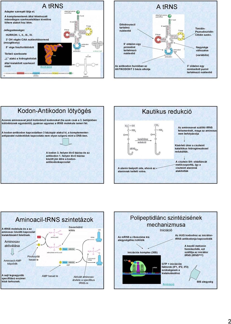 3 OH végén CAA nukleotidsorrend (mozgékony) 5 vége foszforilálódott Térbeli szerkezete L alakú a hidrogénhidak 5 oldalon egy pirimidint tartalmazó nukleotid Nagysága változatos (variábilis) által