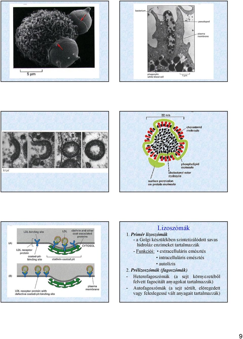 Funkciói: extracelluláris emésztés intracelluláris emésztés autolízis 2.