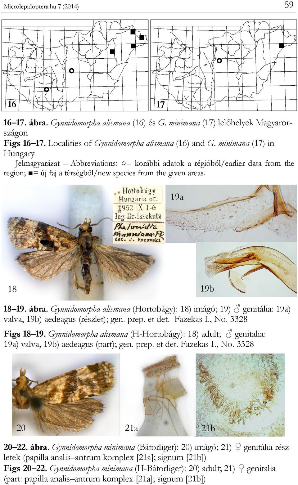 Gynnidomorpha alismana (Hortobágy): 18) imágó; 19) genitália: 19a) valva, 19b) aedeagus (részlet); gen. prep. et det. Fazekas I., No. 3328 Figs 18 19.