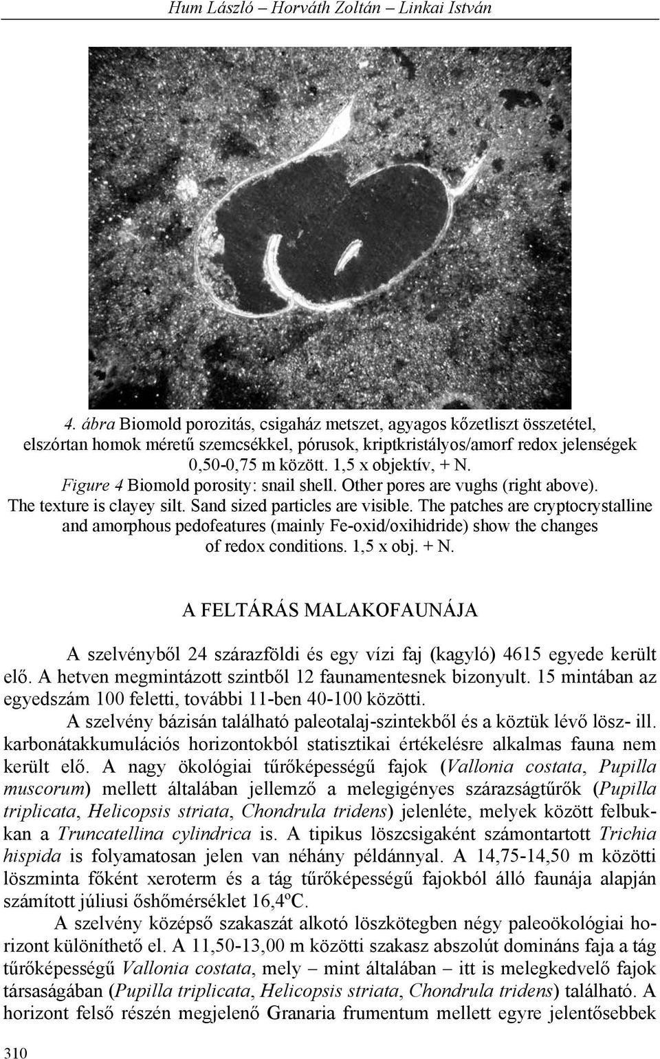 Figure 4 Biomold porosity: snail shell. Other pores are vughs (right above). The texture is clayey silt. Sand sized particles are visible.