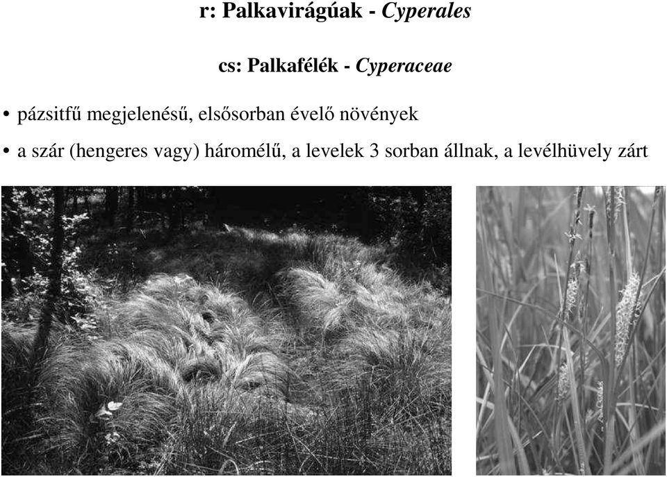 évelı növények a szár (hengeres vagy)