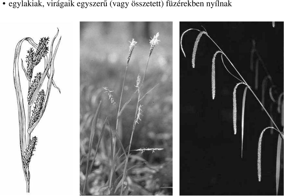 egyszerő (vagy