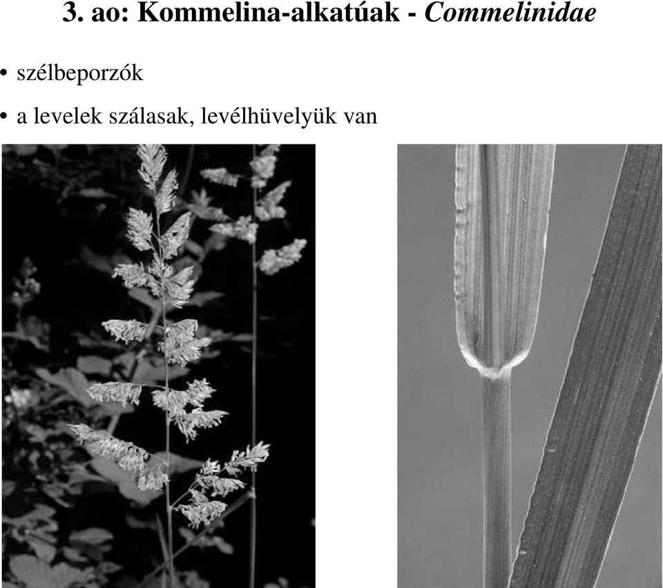 Commelinidae