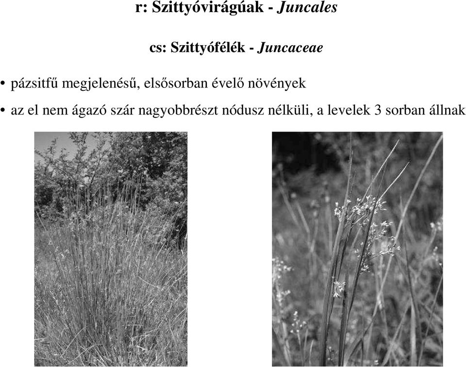 megjelenéső, elsısorban évelı növények az el