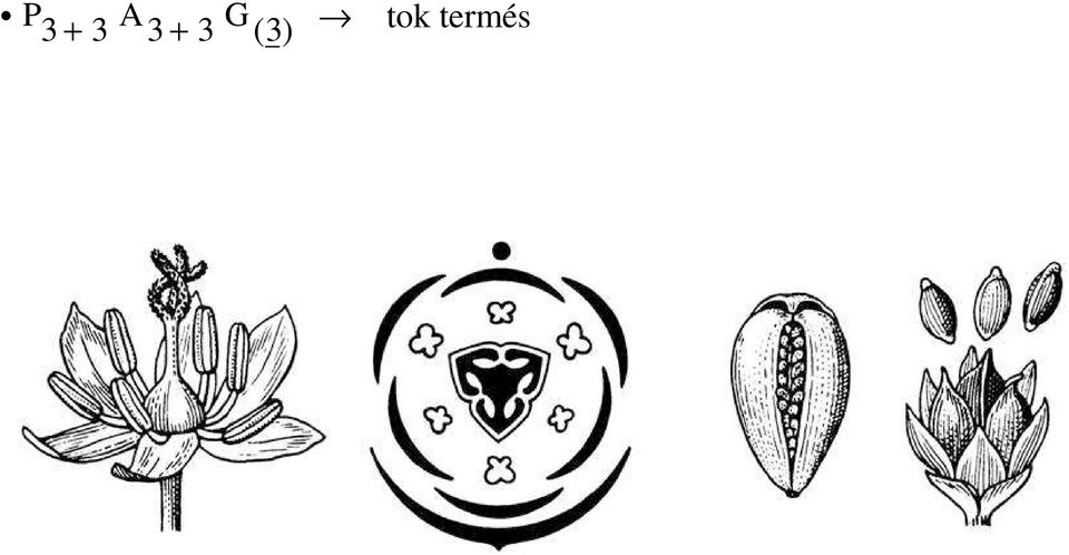 (3) tok