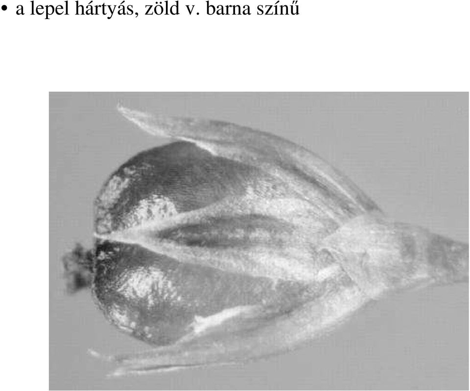 zöld v.