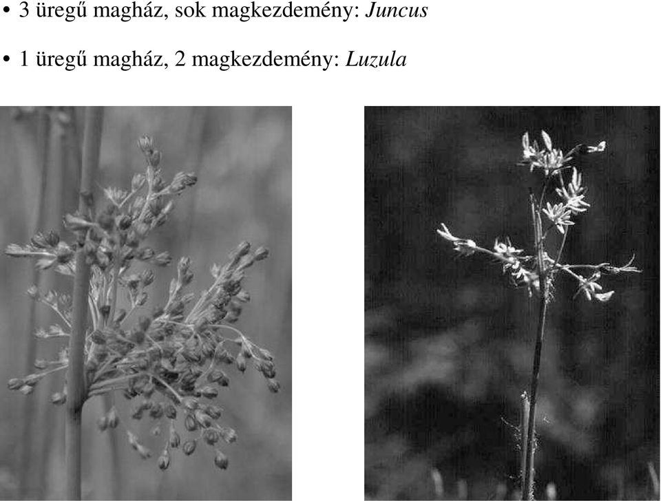 Juncus 1 üregő