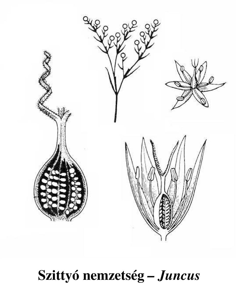 Juncus