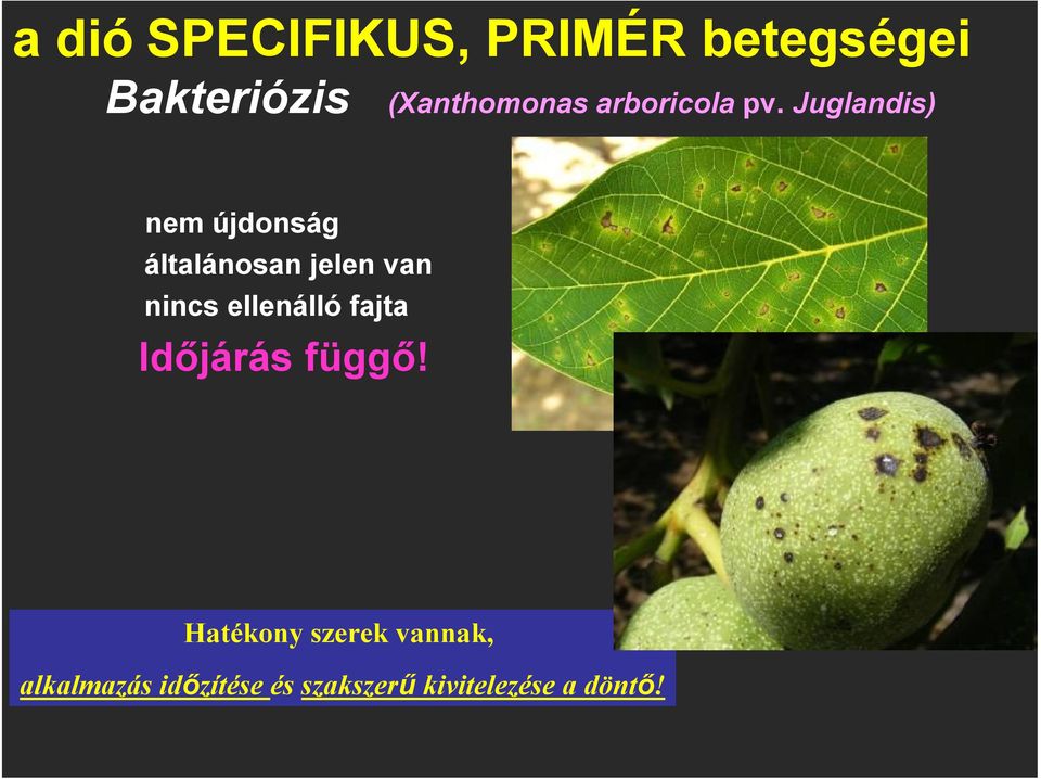 Juglandis) nem újdonság általánosan jelen van nincs