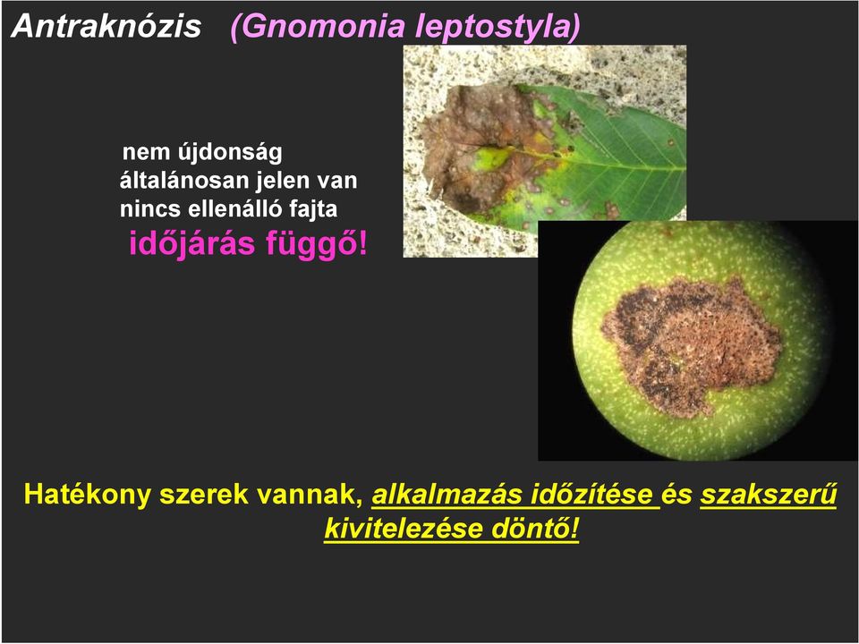 ellenálló fajta időjárás függő!