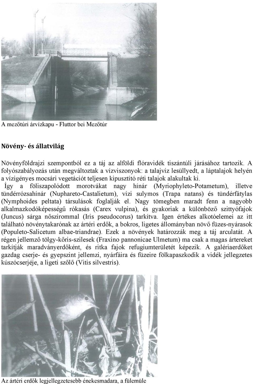Így a föliszapolódott morotvákat nagy hínár (Myriophyleto-Potametum), illetve tündérrózsahínár (Nuphareto-Castalietum), vízi sulymos (Trapa natans) és tündérfátylas (Nymphoides peltata) társulások