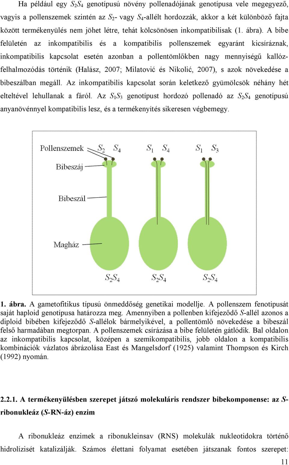 A bibe felületén az inkompatibilis és a kompatibilis pollenszemek egyaránt kicsíráznak, inkompatibilis kapcsolat esetén azonban a pollentömlőkben nagy mennyiségű kallózfelhalmozódás történik (Halász,
