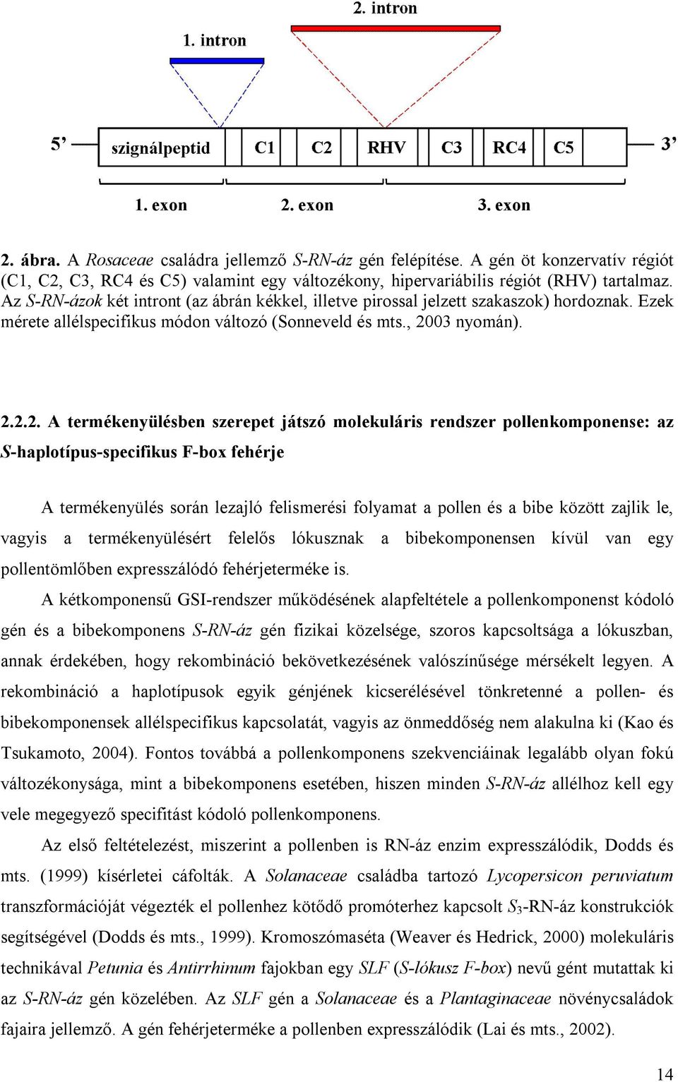 Az S-RN-ázok két intront (az ábrán kékkel, illetve pirossal jelzett szakaszok) hordoznak. Ezek mérete allélspecifikus módon változó (Sonneveld és mts., 20