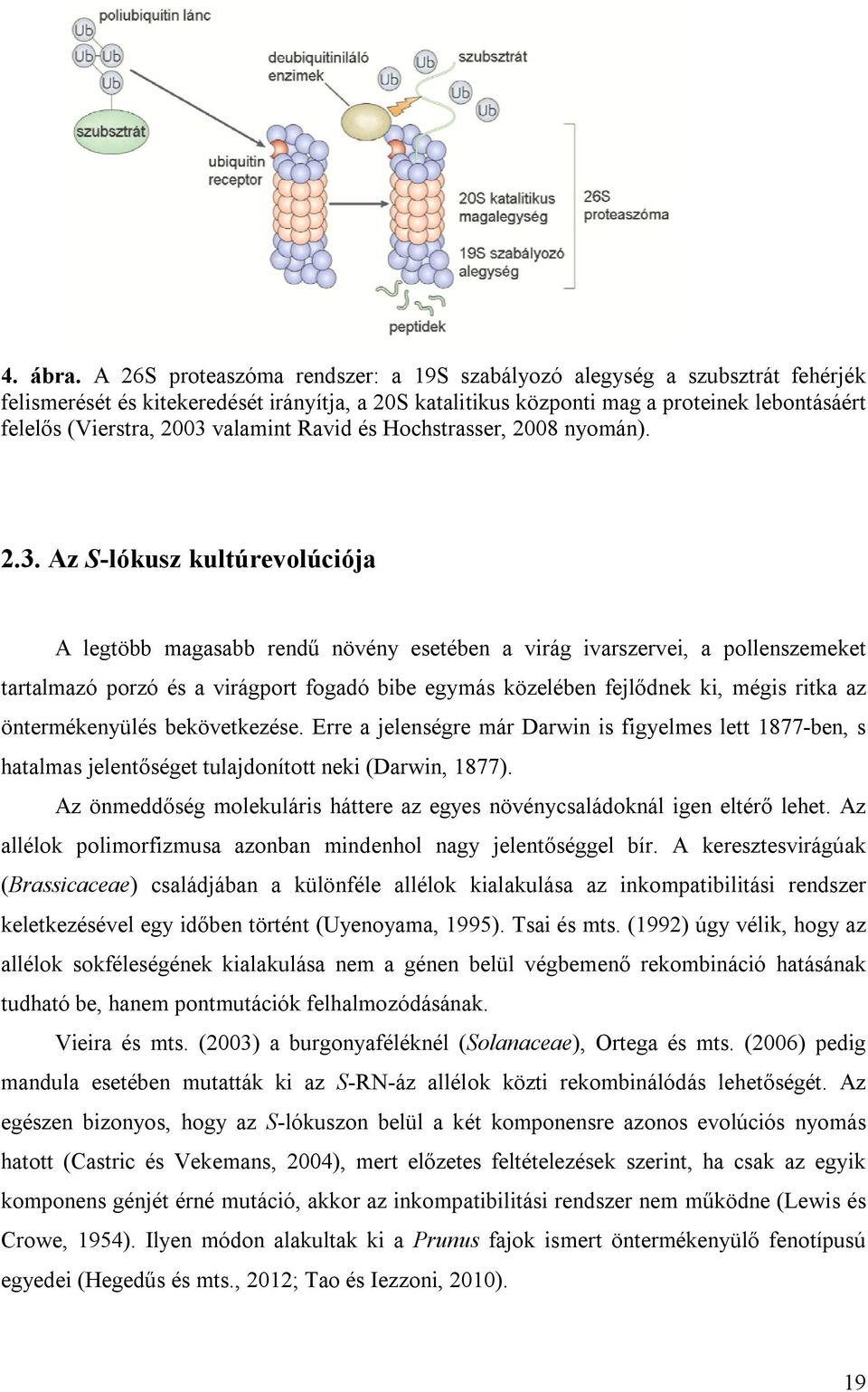 valamint Ravid és Hochstrasser, 2008 nyomán). 2.3.