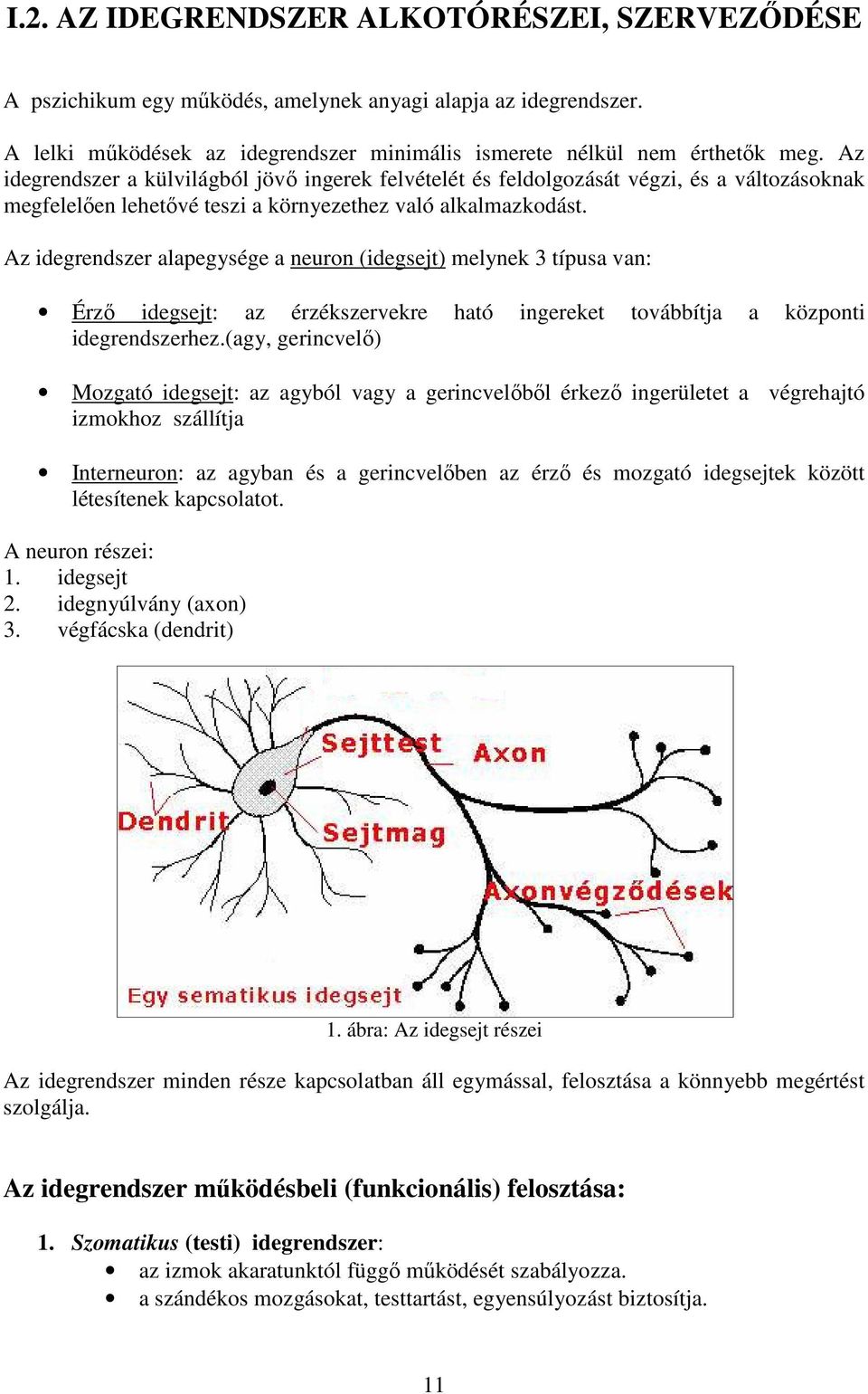 Az idegrendszer alapegysége a neuron (idegsejt) melynek 3 típusa van: Érző idegsejt: az érzékszervekre ható ingereket továbbítja a központi idegrendszerhez.