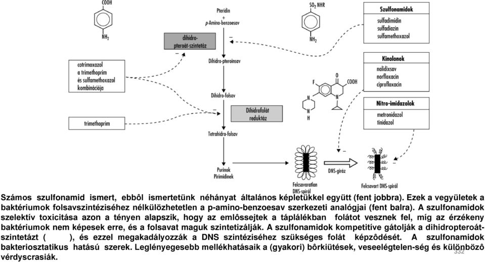 A szulfonamidok szelektív toxicitása azon a tényen alapszik, hogy az emlôssejtek a táplálékban folátot vesznek fel, míg az érzékeny baktériumok nem képesek erre, és a folsavat