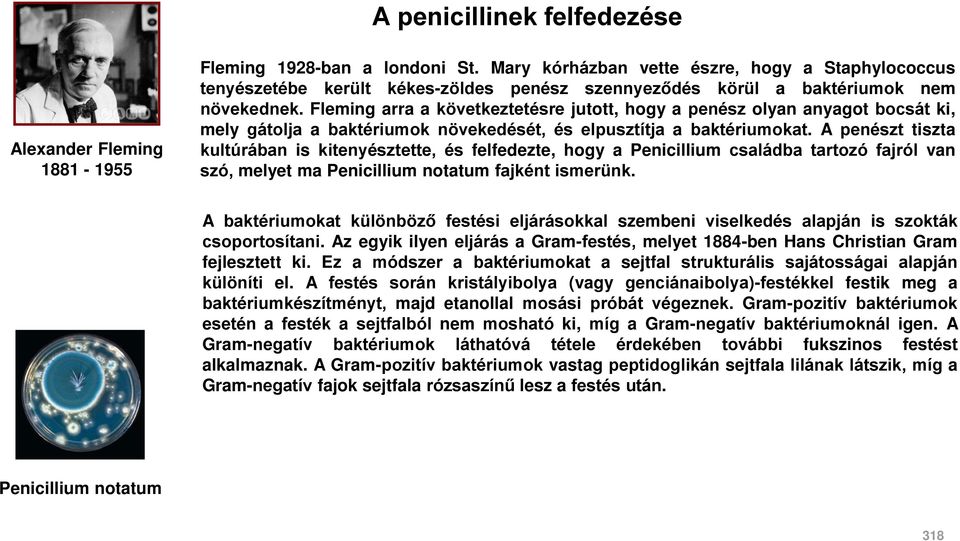 Fleming arra a következtetésre jutott, hogy a penész olyan anyagot bocsát ki, mely gátolja a baktériumok növekedését, és elpusztítja a baktériumokat.