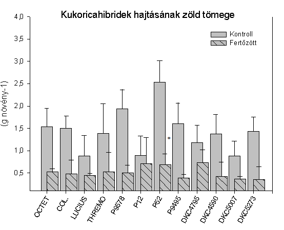 1. ábra: A fertőzés hatása a kukorica gyökér növekedésére (cm növény -1 ), szignifikáns különbség a kontrollhoz képest *p <0,05, **p <0,01, *** p <0,001 (n k=10±se, n f=20±se) A hajtás és a