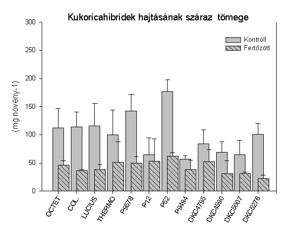 A gombafertőzés hatására a legtöbb hibridnél a gyökér szárazanyag felhalmozódása jelentősen csökkent (2. táblázat).