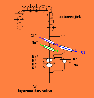 Primer szekrétum keletkezésének mechanizmusa Bazolaterális membrán: Na + K + -pumpa, Na + K + 2Cl - -cotranszporter, K + -csatorna Luminális membrán: Cl - -csatorna (aktív Cl - transzport a lumen