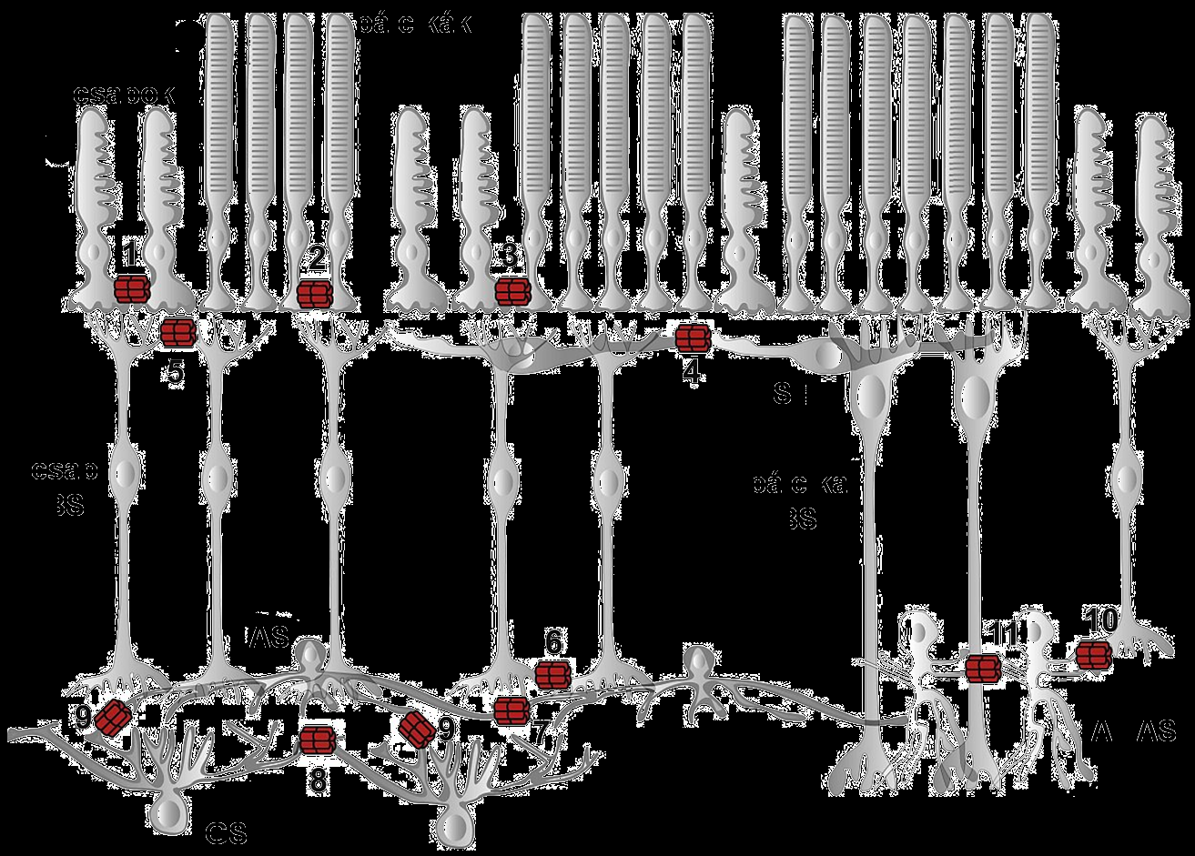 3.4. RÉSKAPCSOLATOK A RETINÁBAN Közel negyven éve Raviola és Gilula (1973) írtak le először retinális réskapcsolatokat, melyeket a retina fotoreceptorain és interneuronjain figyeltek meg.