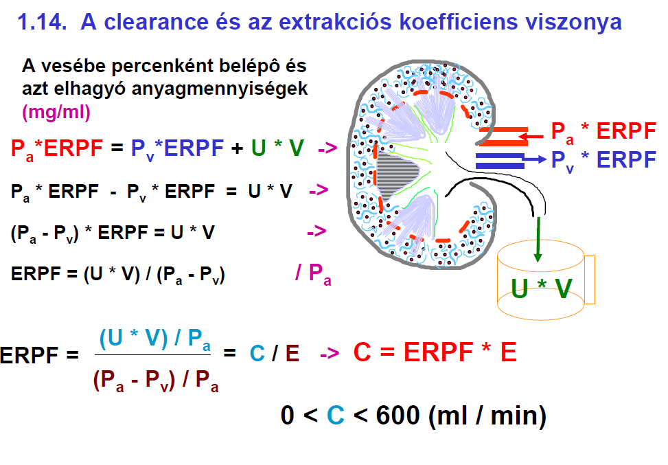 Tehát az extrakciós koefficiens és a clearance kapcsolatban állnak P a * erpf = P v * erpf + U * V P a * erpf - P v * erpf = U * V erpf (P a