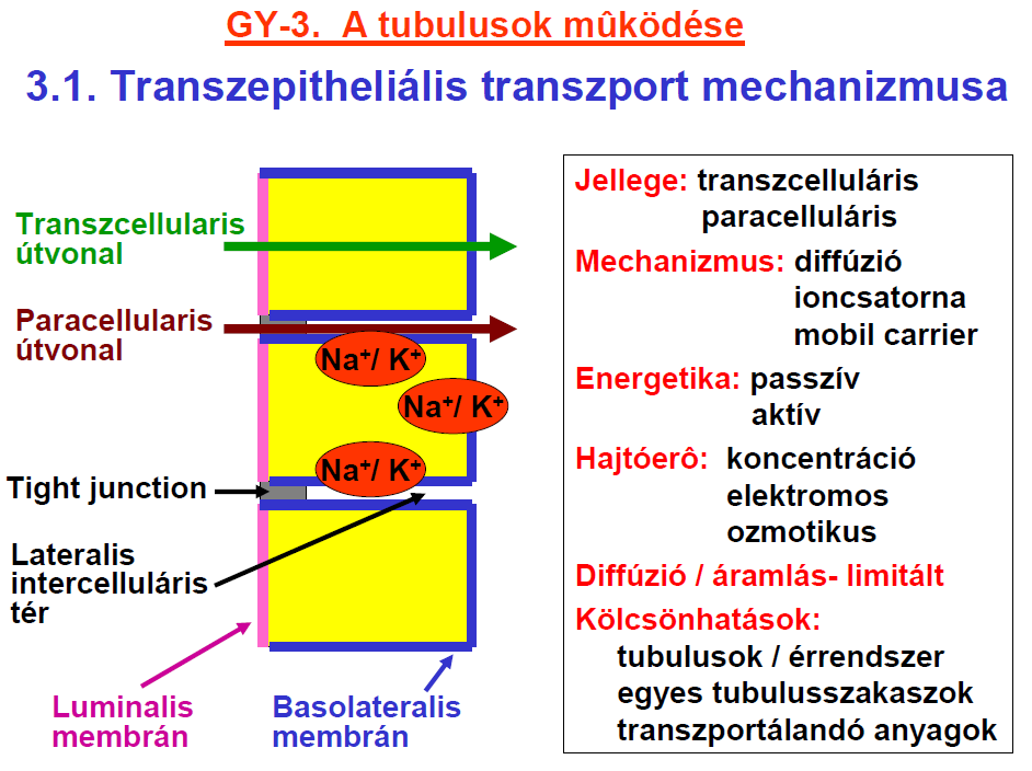 Lehetséges transzport