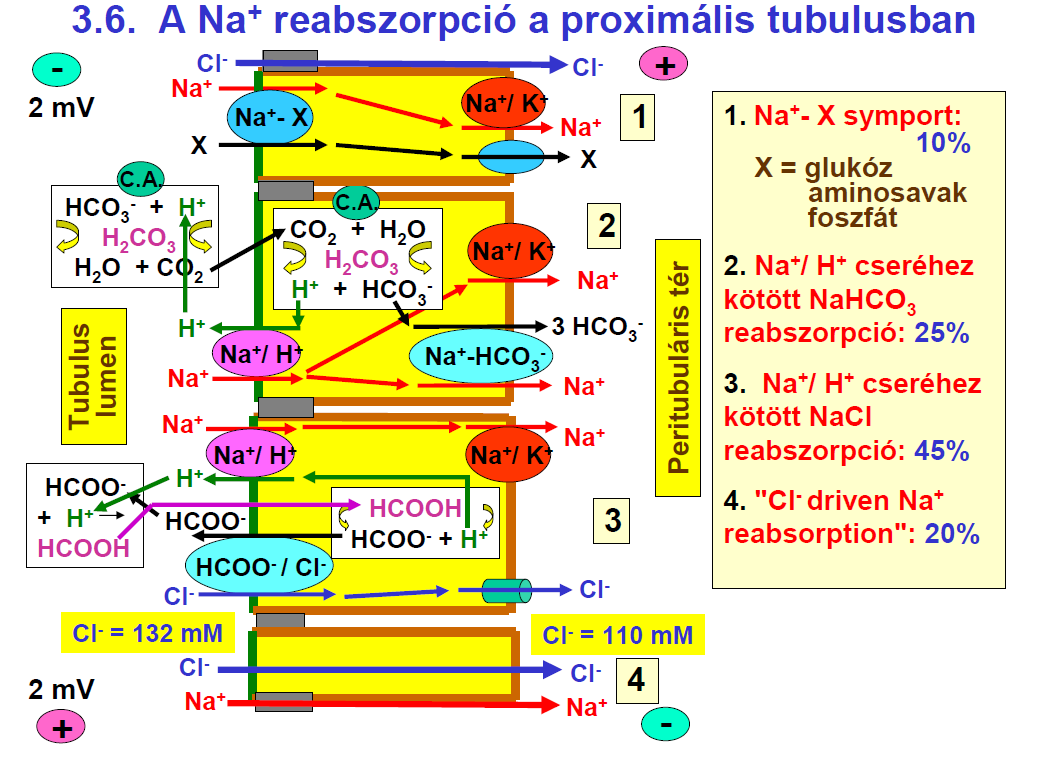 Mi történik a proximalis tubulusban? II. Lumen Interstitium 1. Na + /X szimport (10%) x: glükóz, aminosavak, foszfát 2.