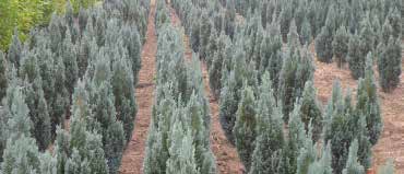 KEFAG Zrt. Juniperus Parkerdészet 6000 Kecskemét, Mártírok útja 88. telefon: (+36) 76/501-625, 76/501-628 e-mail: juniperus@
