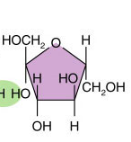 Szerves anyagok monomer - dimer - polimer izomer: azonos kémiai összetétel, de eltérő szerkezet glükóz (C 6 H 12 O 6 ) fruktóz (C 6 H 12 O 6 ) szénhidrátok (cukrok, glikogén, keményítő,