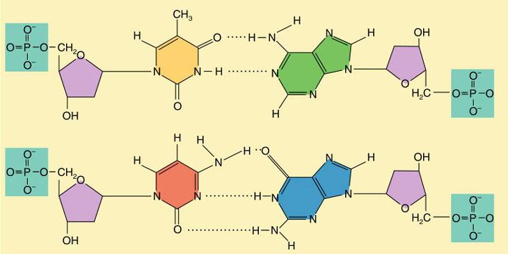 A nukleinsavak makromolekulák: DNS (dezoxiribonukleinsav) RNS (ribonukleinsav; rrns, trns, mrns) C, H, O, N, P