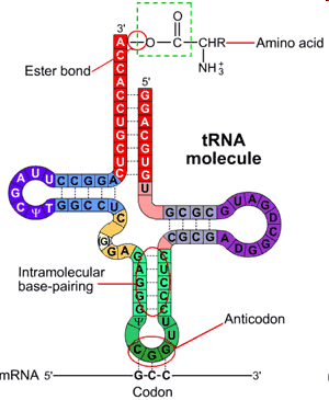 Az RNS szerkezete monomer: ribonukleotid dezoxiribóz helyett ribóz; timin helyett uracil (U) egy lánc, de a láncon belül