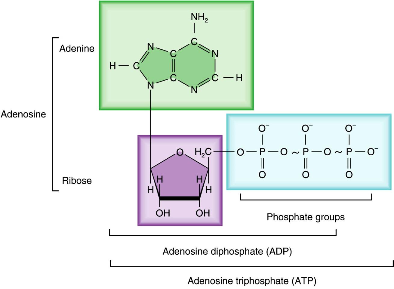 A kémiai energia tárolása - nagy energiájú kötések ATP: adenozin trifoszfát - ATPáz: ATP hidrolízise hidrolízis